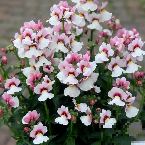 阳台新宠龙面花,花量超大颜色多,四季都开不停! 阳台新宠龙面花,花量超大颜色多,四季都开不停!