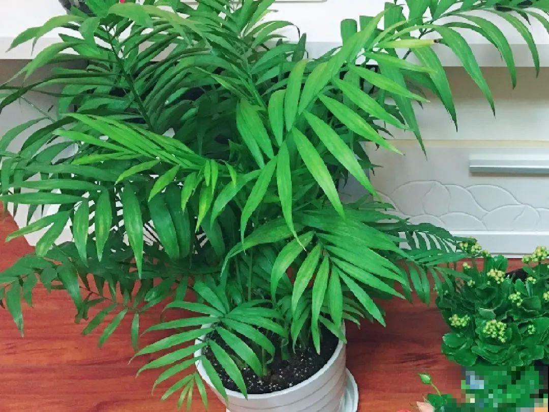 龟背竹是“吸废气”高手，家里放一盆，门窗紧闭也能空气清新！