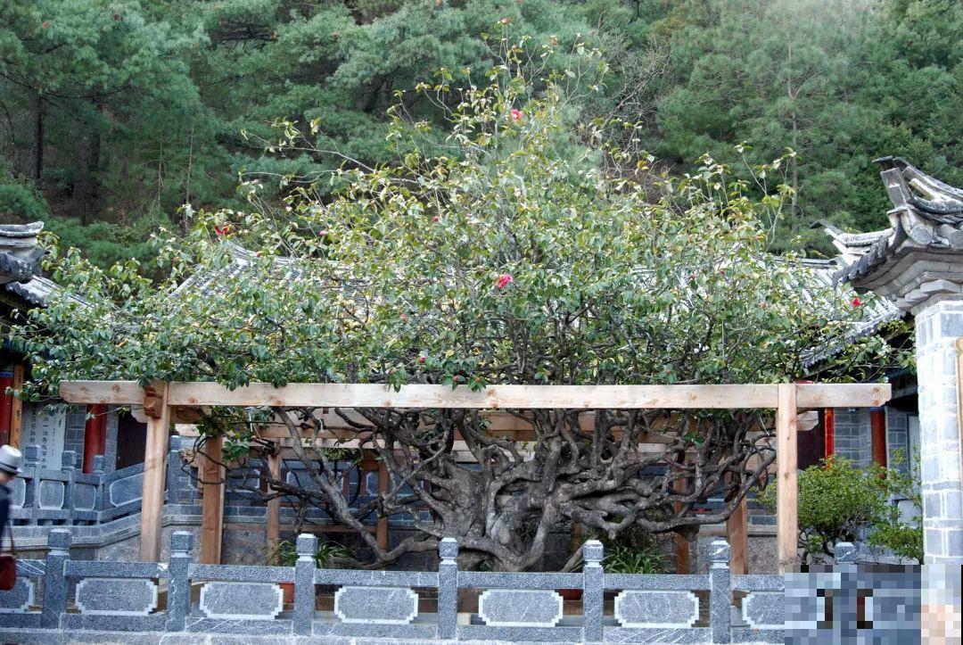 407岁古树，熊孩子玩火烧坏，只剩树皮还能活？