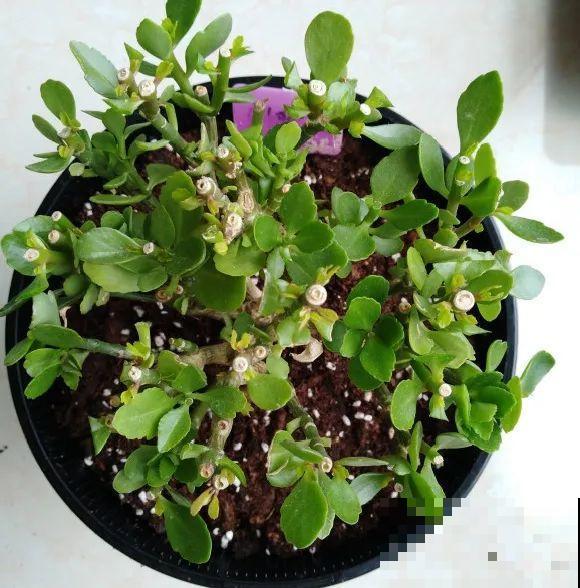 养花不一定要用大花盆，8种花要换小盆，挤着养才能长好