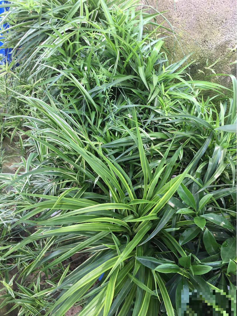 8种花,吊起来养,小阳台也能养成花园 8种花,吊起来养,小阳台也能养成花园