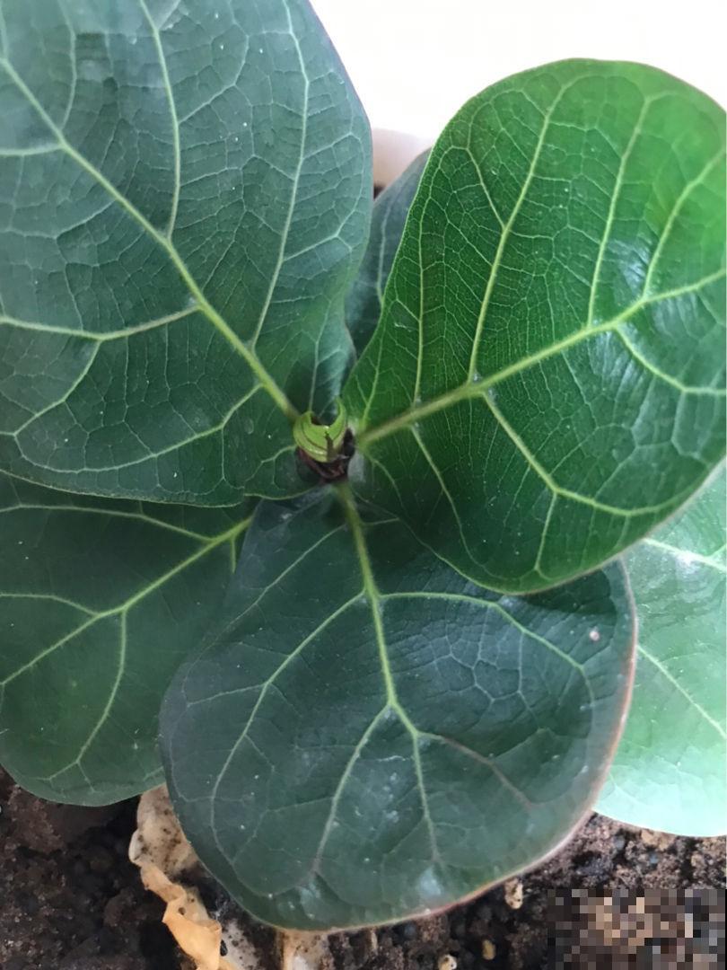 送花要送对,不同花寓意不同,送对了才能财源滚滚 送花要送对,不同花寓意不同,送对了才能财源滚滚