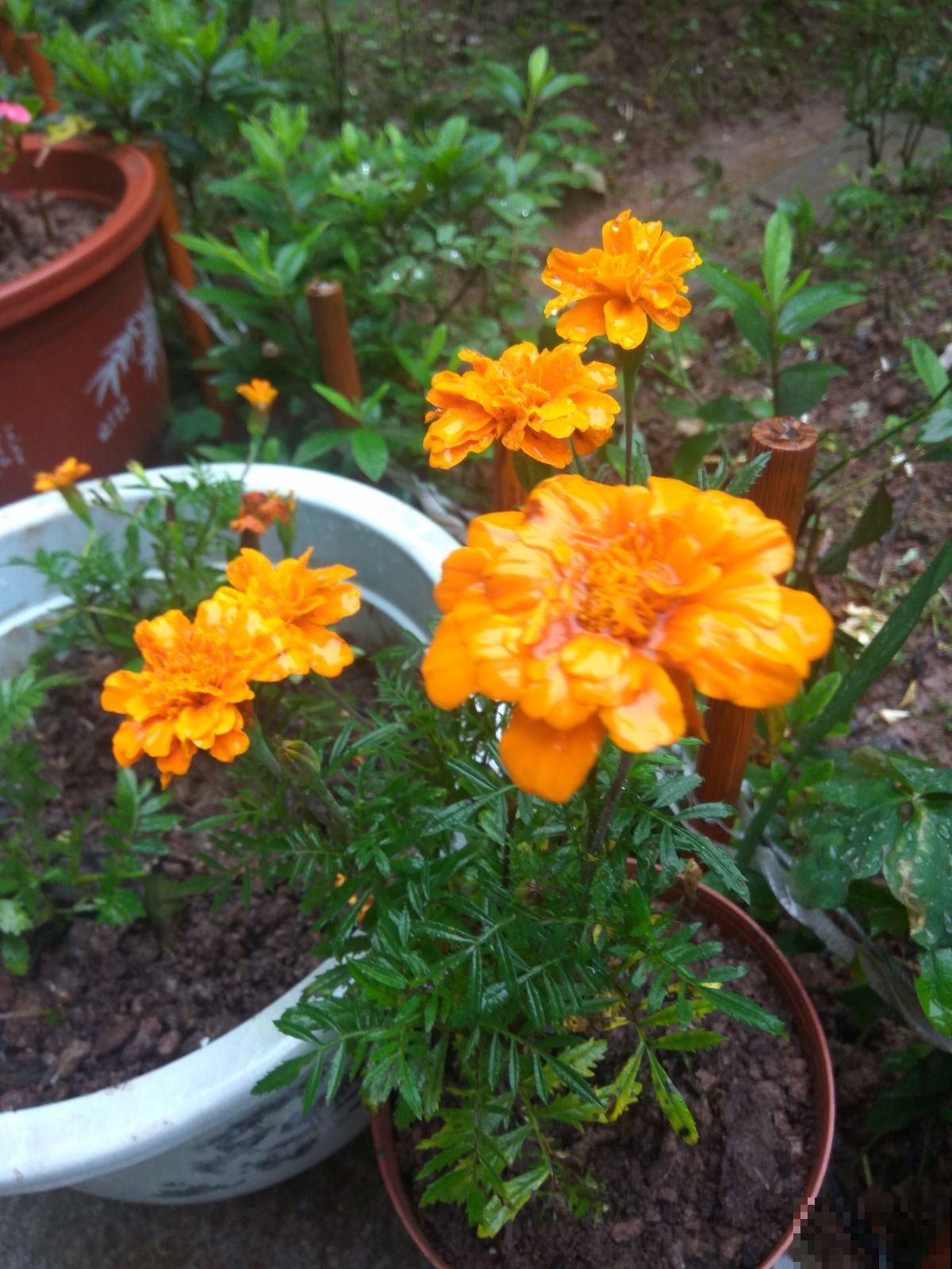 秋蚊子最厉害，家里养盆驱蚊草，蚊虫跑光光