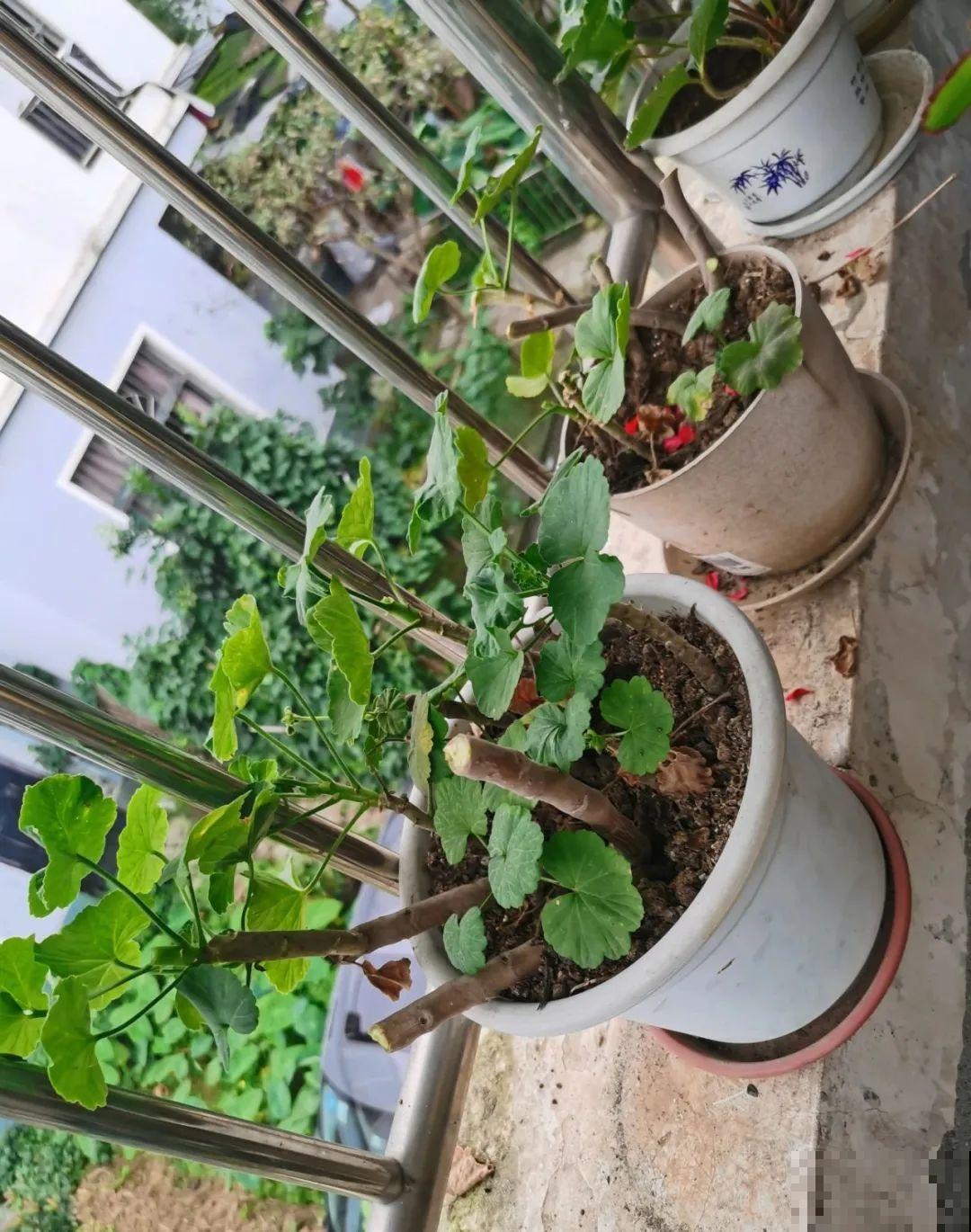 都说秋天不能剪，我却狠心剪秃头，对不对？