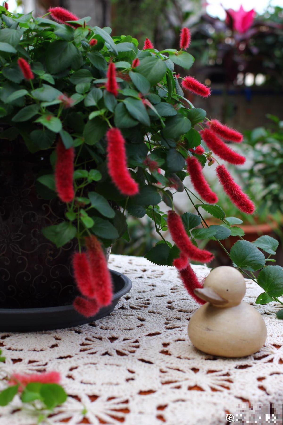 养了一盆尾巴花,开花红彤彤,摆在家里真喜庆 养了一盆尾巴花,开花红彤彤,摆在家里真喜庆