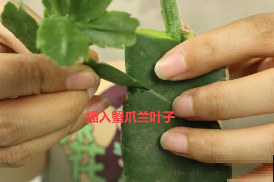 嫁接达人,玉树嫁接长寿上,花友直呼内行! 嫁接达人,玉树嫁接长寿上,花友直呼内行!