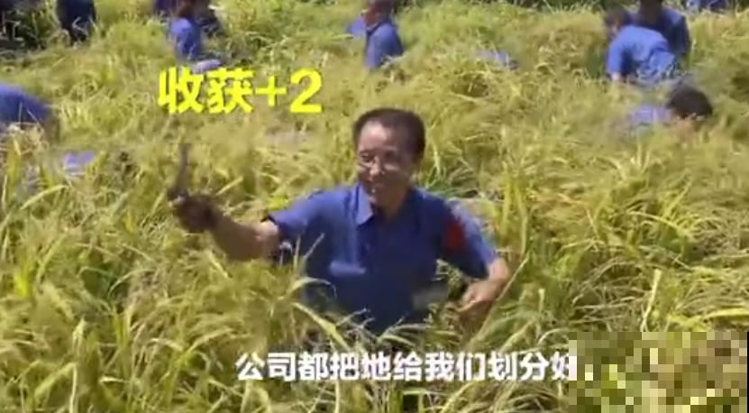 重庆一家企业,楼顶用来种菜养花,佩服! 重庆一家企业,楼顶用来种菜养花,佩服!