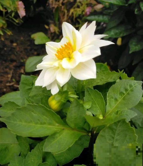 白色蜀葵竟被拦腰折断,说是因为颜色不吉利,真无语! 白色蜀葵竟被拦腰折断,说是因为颜色不吉利,真无语!