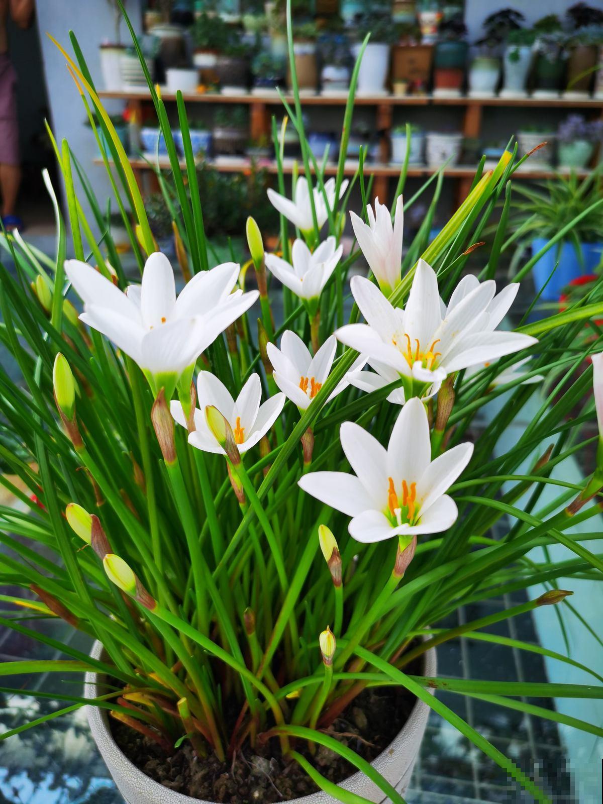 秋高气爽,出门游玩离这些花远点,尤其是孩子 秋高气爽,出门游玩离这些花远点,尤其是孩子