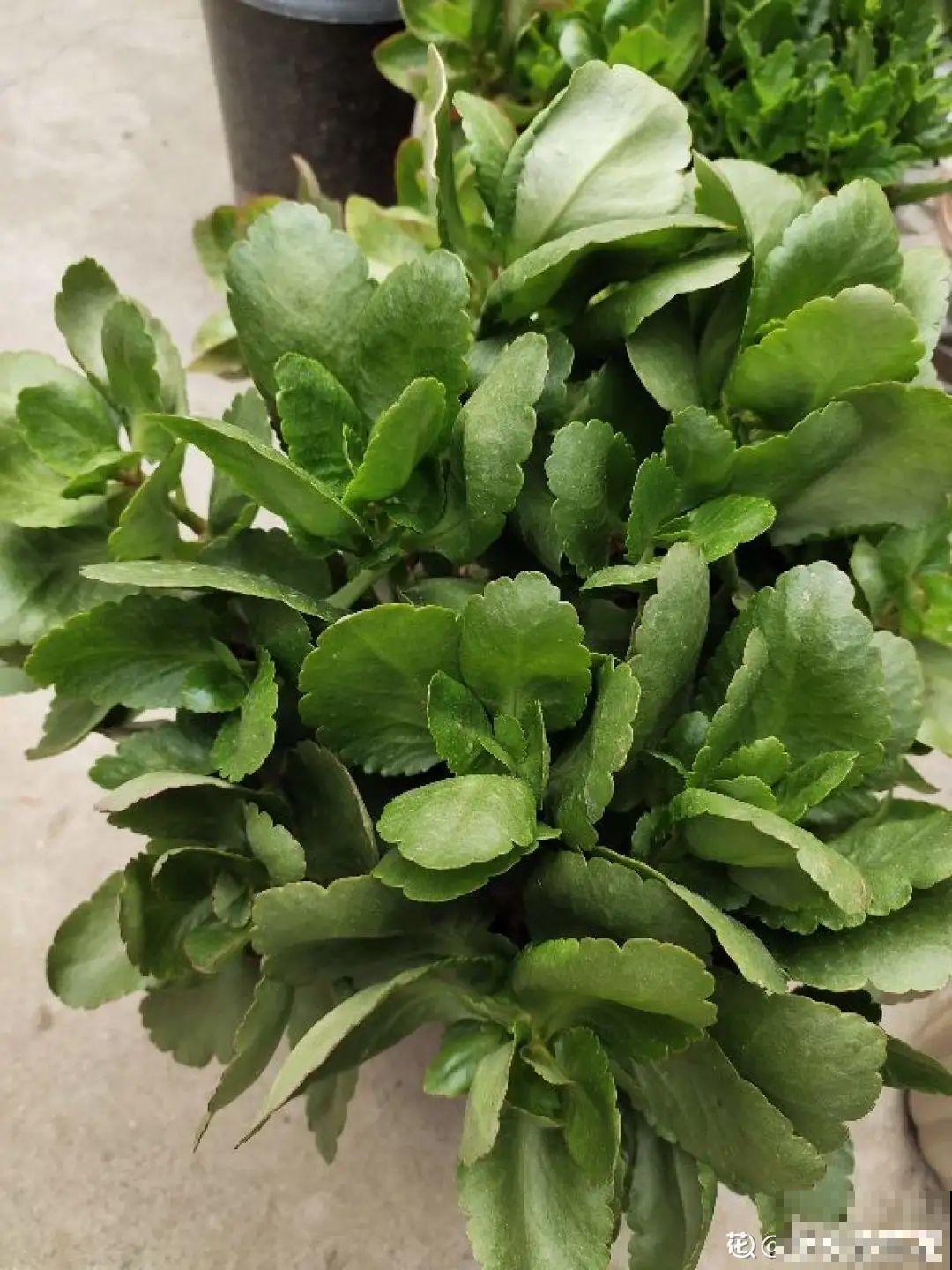 比人还大的植物叶,感受一下来自大自然的神奇! 比人还大的植物叶,感受一下来自大自然的神奇!