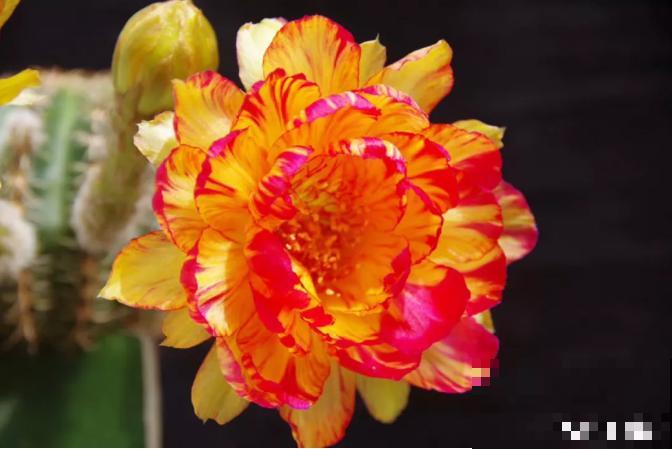 小众冷门仙人球,开花美过荷花,勤花又好养! 小众冷门仙人球,开花美过荷花,勤花又好养!