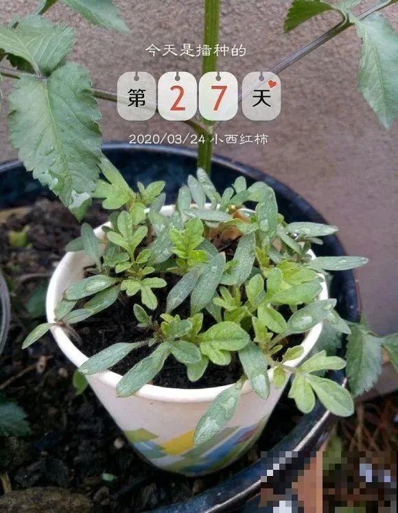 西红柿、玉米……埋土里，7天长成小森林，结出果子一大筐！