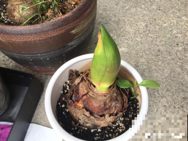 20种花,天凉了赶紧剪,来年开花有多又艳! 20种花,天凉了赶紧剪,来年开花有多又艳!