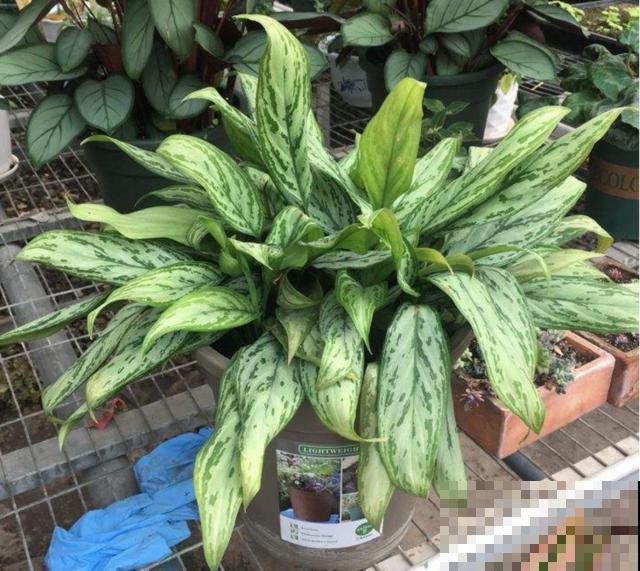 绿植“贵族”银皇后,净化空气超棒,烟友必备! 绿植“贵族”银皇后,净化空气超棒,烟友必备!