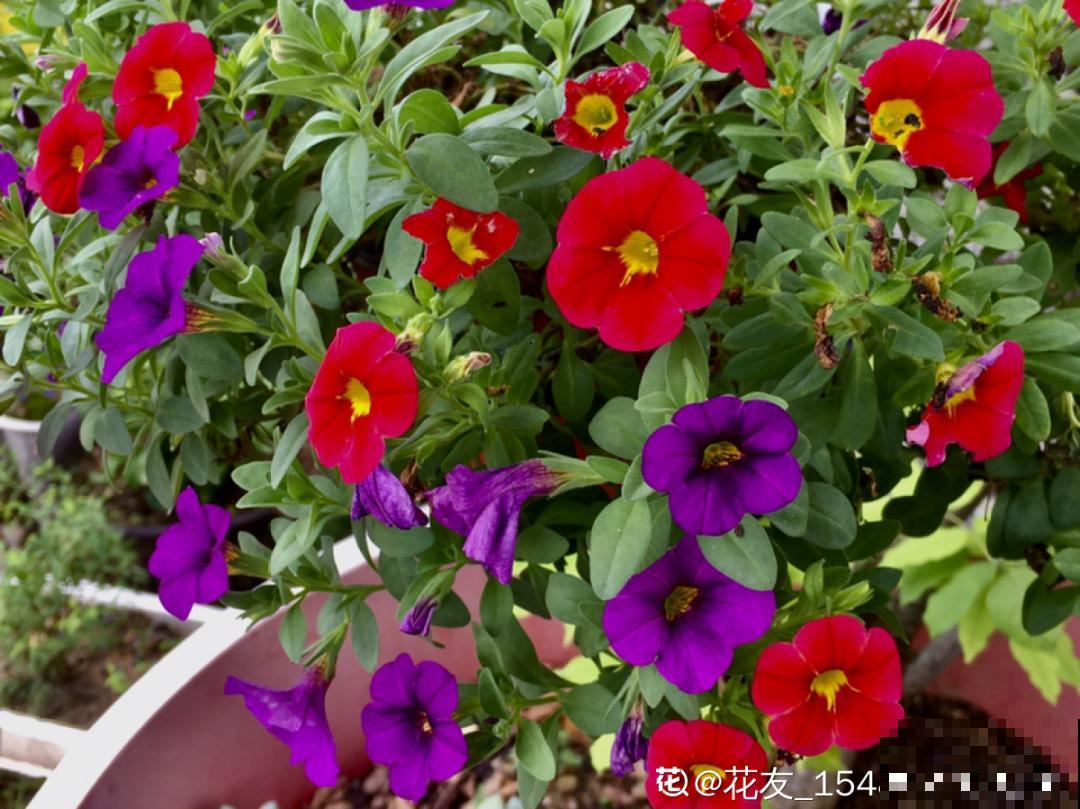 6种花,现在长的快,多浇水、勤施肥! 6种花,现在长的快,多浇水、勤施肥!