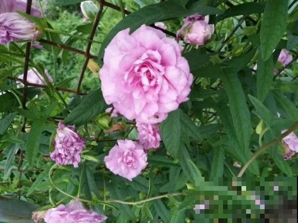 养花界的小强,用脚踩都死不了,根本不敢种院里! 养花界的小强,用脚踩都死不了,根本不敢种院里!