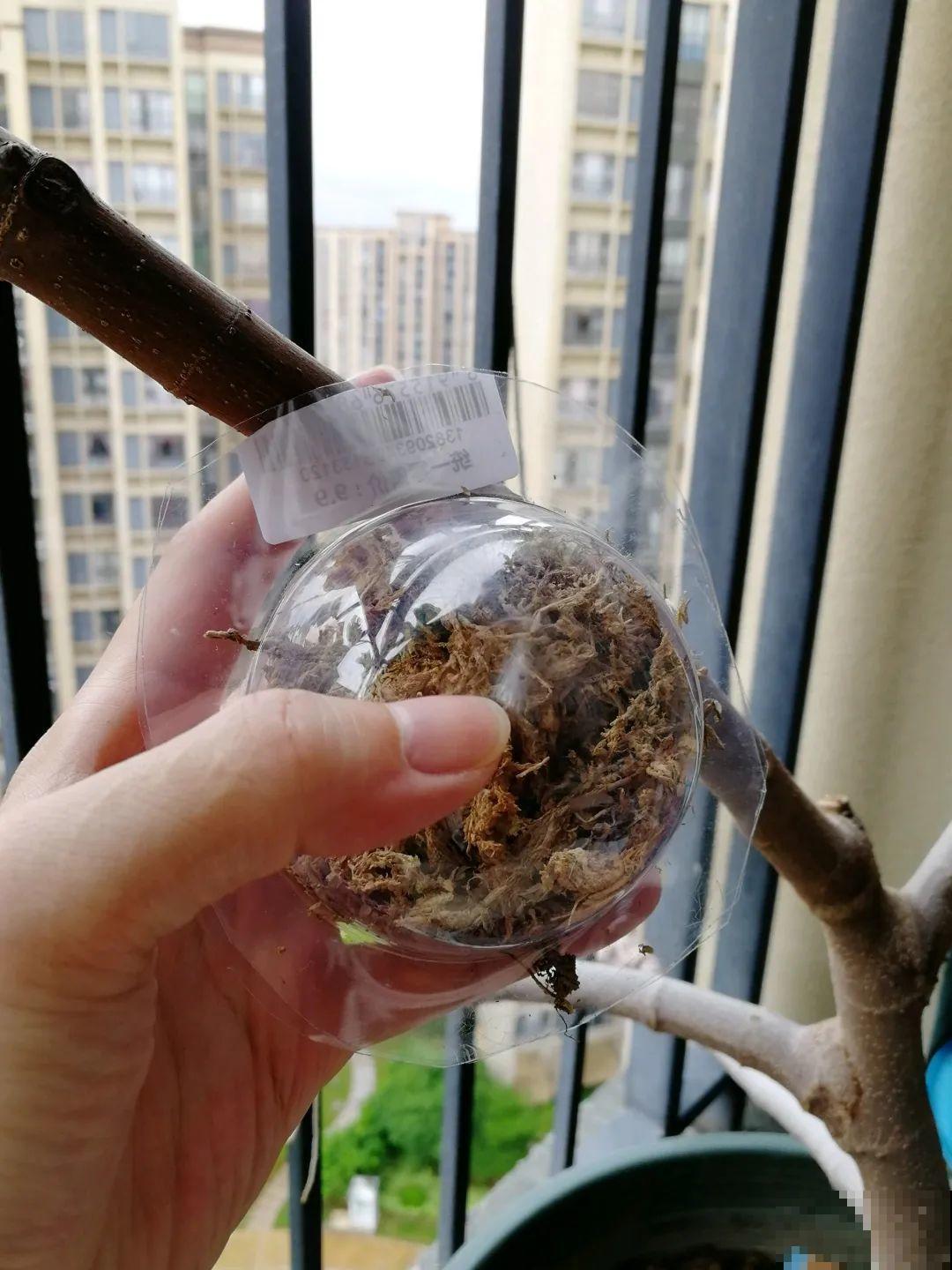 枝条不用扦插也能繁殖，环割一圈裹上土，塑料袋一包就能长根