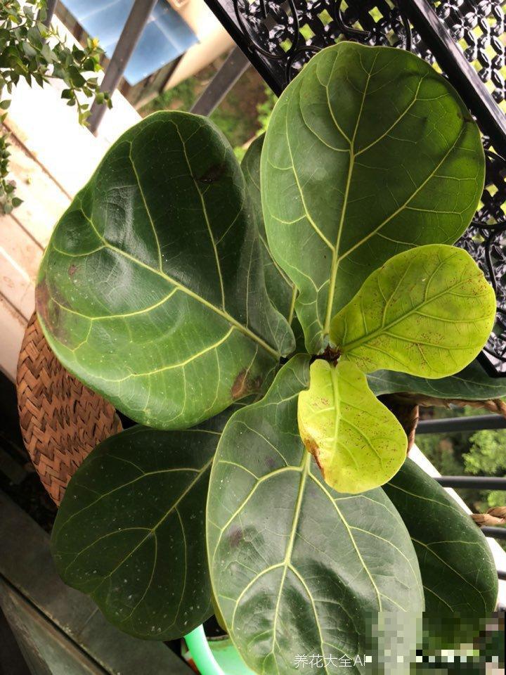 养花常见的4个病症，一招就好使，赶紧学起来