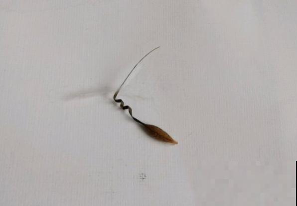 9月是最佳播种期,天竺葵从播种到开花,详细经验来啦! 9月是最佳播种期,天竺葵从播种到开花,详细经验来啦!