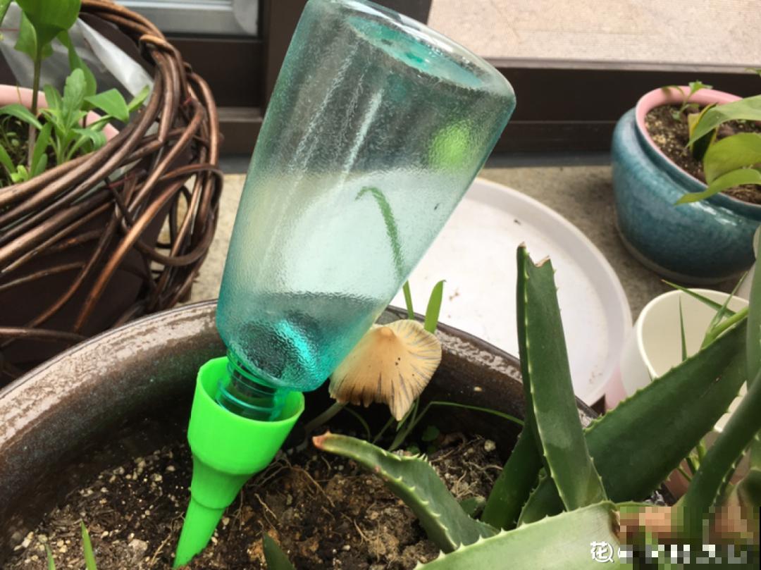 土里埋点“小料”，今年不用换盆，照样开花爆盆！