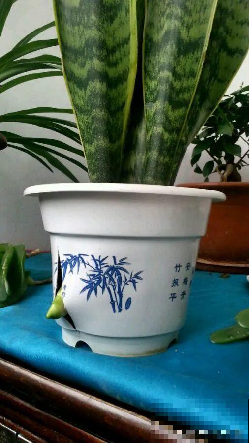 秋凉容易生虫子，月季招来害虫，必须赶紧换盆