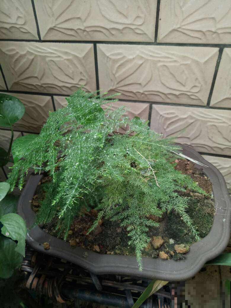 初秋文竹叶子发黄,剪一刀多通风,呼呼长出小嫩芽 初秋文竹叶子发黄,剪一刀多通风,呼呼长出小嫩芽