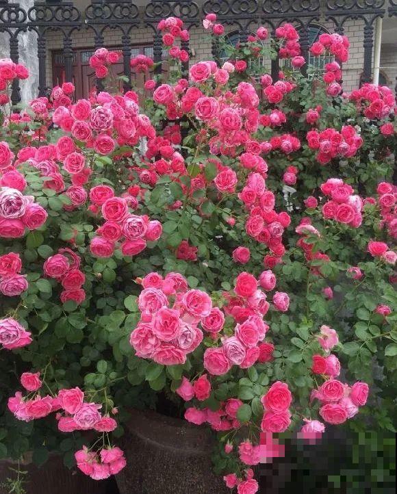 捡了3个大水缸，种上这几种花，放门口太霸气了！