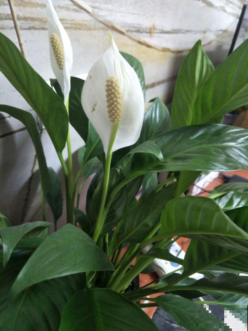 秋天养盆“杀菌花”,屋里空气清新,还能杀菌消毒 秋天养盆“杀菌花”,屋里空气清新,还能杀菌消毒