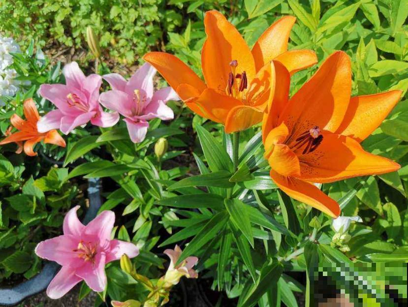 生活在于折腾,养花就是无休止的折腾,并且乐此不疲! 生活在于折腾,养花就是无休止的折腾,并且乐此不疲!