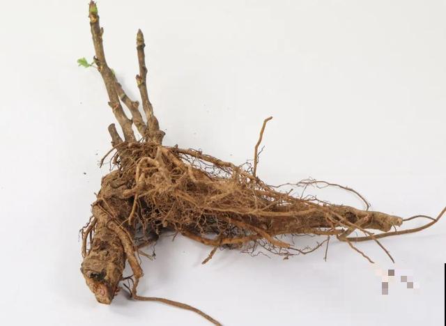 这花只能秋天养,埋土里就活,晚了再等一整年! 这花只能秋天养,埋土里就活,晚了再等一整年!