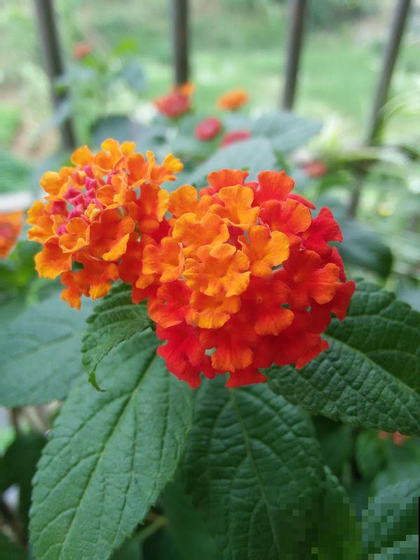 4种香臭香臭的花,长得怪好看,臭到让人捂鼻子! 4种香臭香臭的花,长得怪好看,臭到让人捂鼻子!