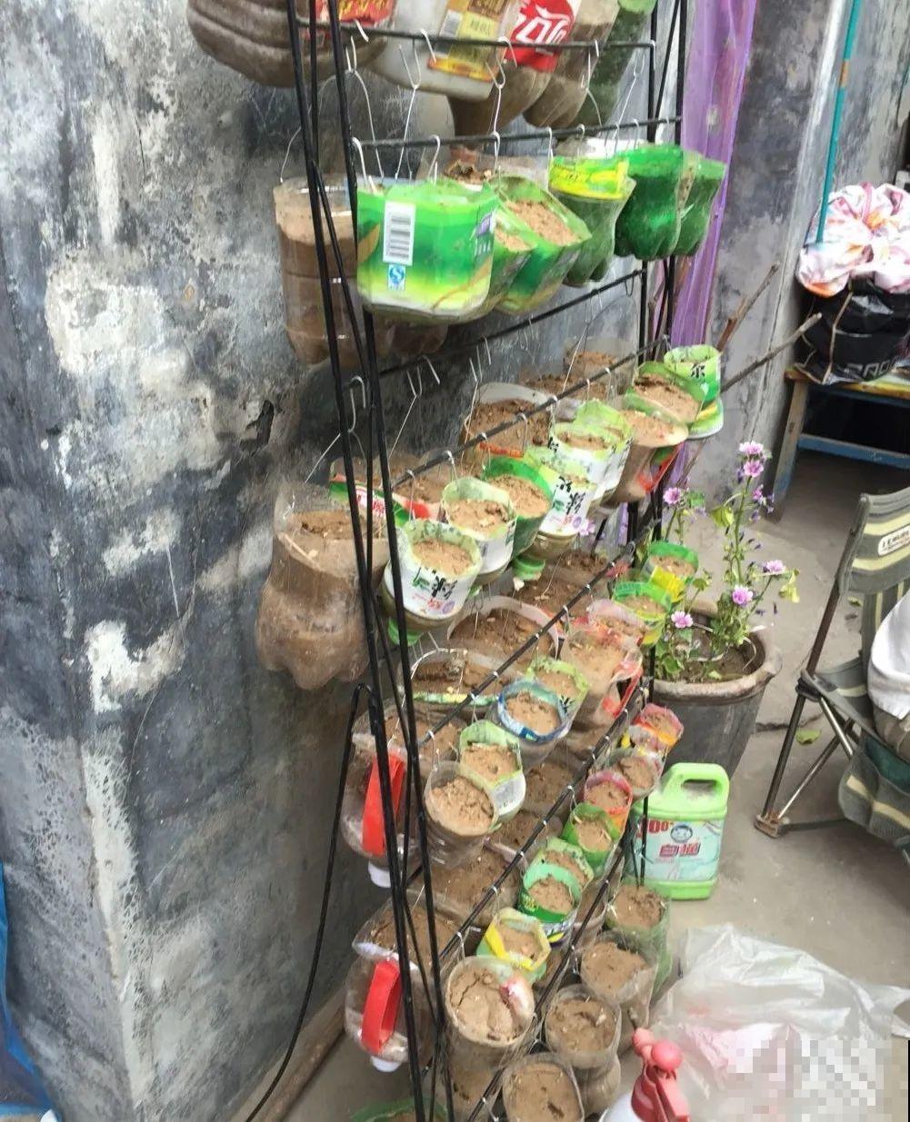 把菜种自家墙上,多得吃不完,太震撼 把菜种自家墙上,多得吃不完,太震撼