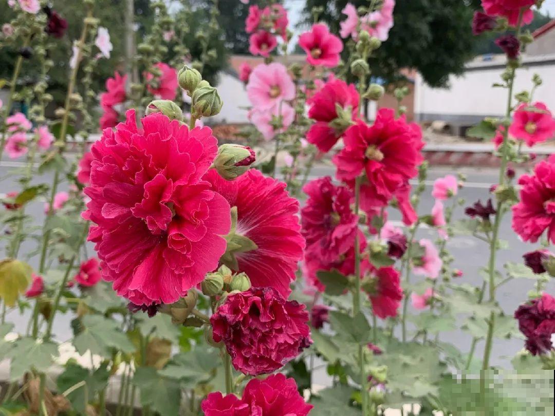 5种花最好别养,根钻得到处都是,砍都砍不尽! 5种花最好别养,根钻得到处都是,砍都砍不尽!