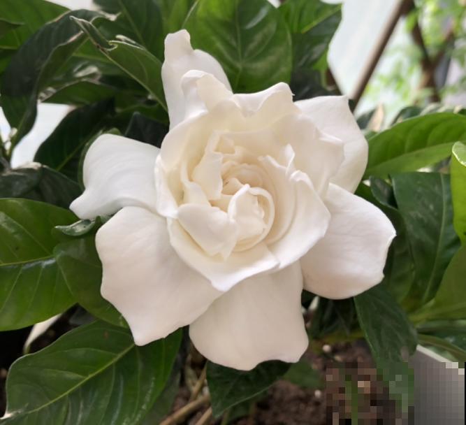 家里有这4种花，现在千万别修剪，剪了就不开花了！