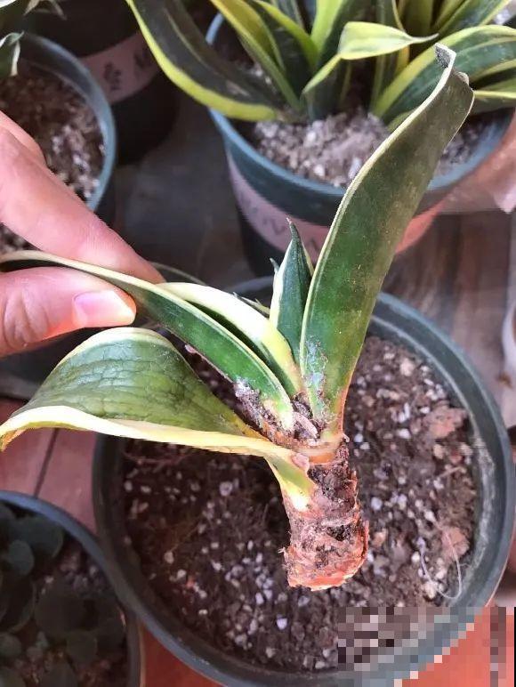 这花拔起来没有根,赶紧换盆,不然活不过俩月! 这花拔起来没有根,赶紧换盆,不然活不过俩月!