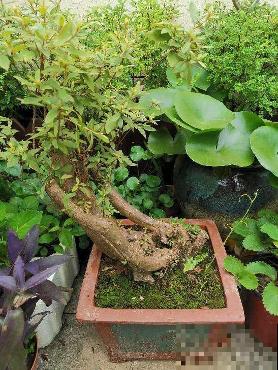 送花要送对,不同花寓意不同,送对了才能财源滚滚 送花要送对,不同花寓意不同,送对了才能财源滚滚