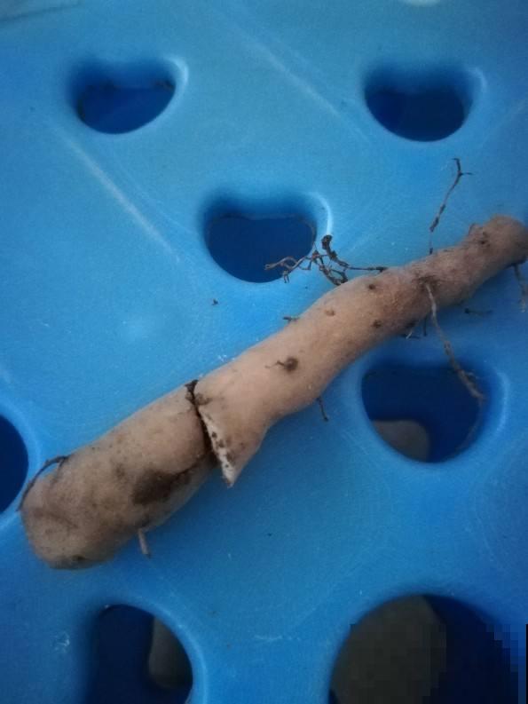 给花吃点榴莲壳，叶子长得飞快，10年不烂根