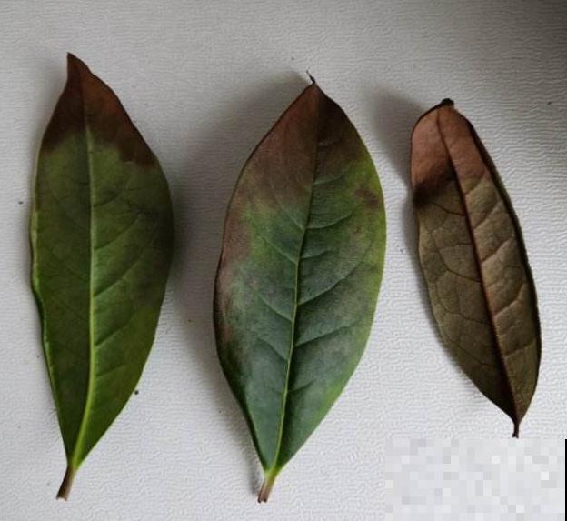 家里养桂花，这4件事不要做，不然叶子掉光光