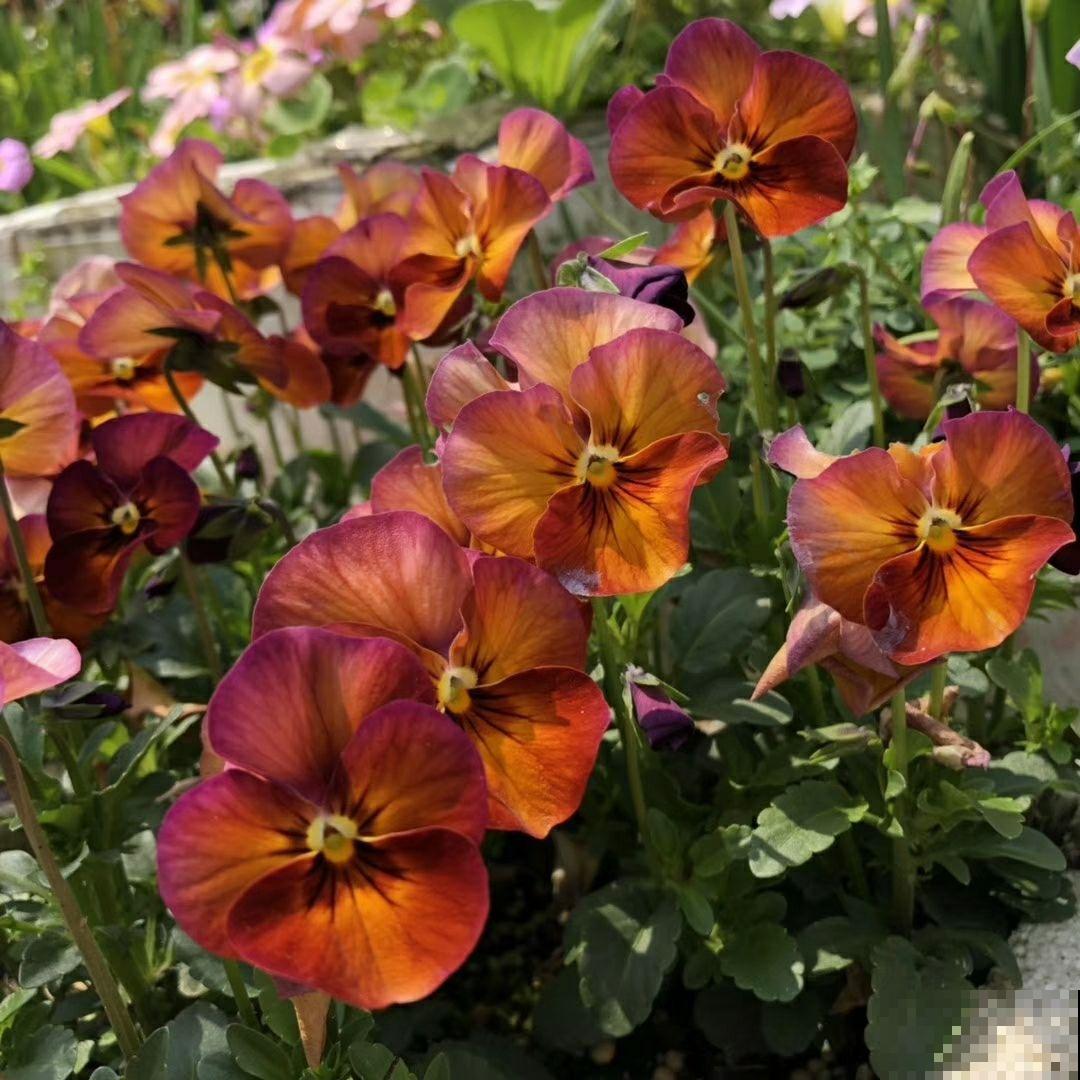 三色堇能开3种颜色,开花就像小蝴蝶,能开一秋天 三色堇能开3种颜色,开花就像小蝴蝶,能开一秋天