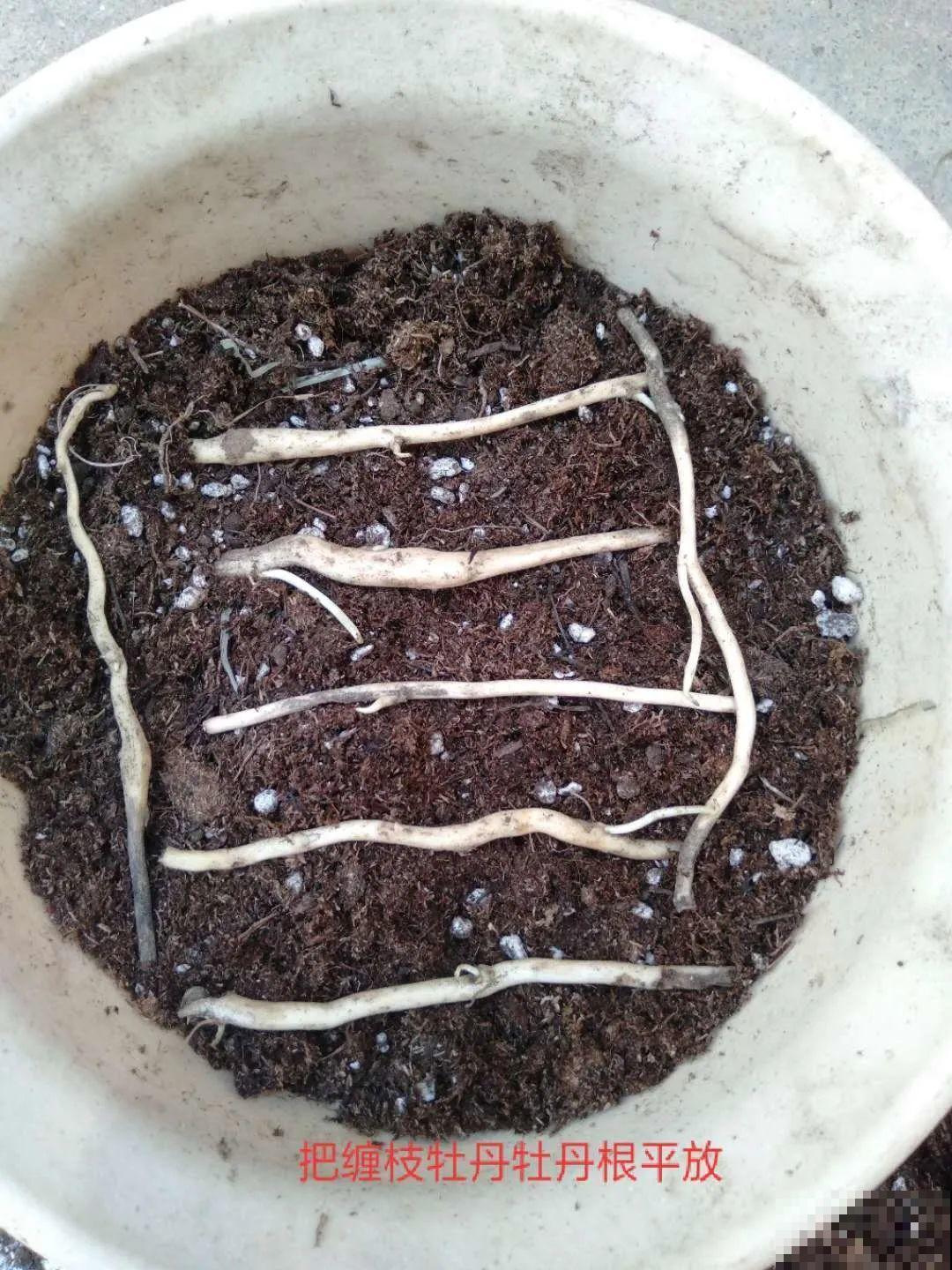 这花太好养,-40℃冻不死,1年能长6米! 这花太好养,-40℃冻不死,1年能长6米!