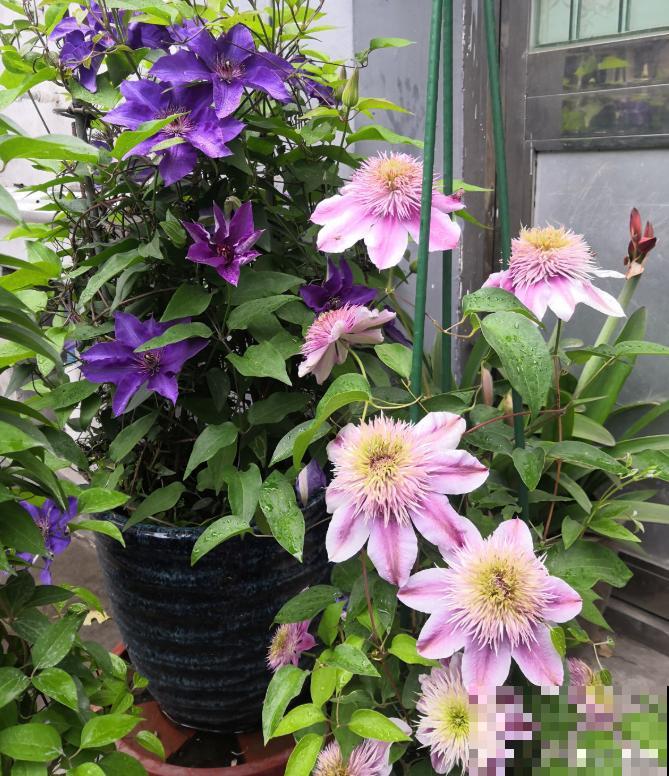 铁线莲容易买到假货，注意看价格，越便宜越有猫腻！