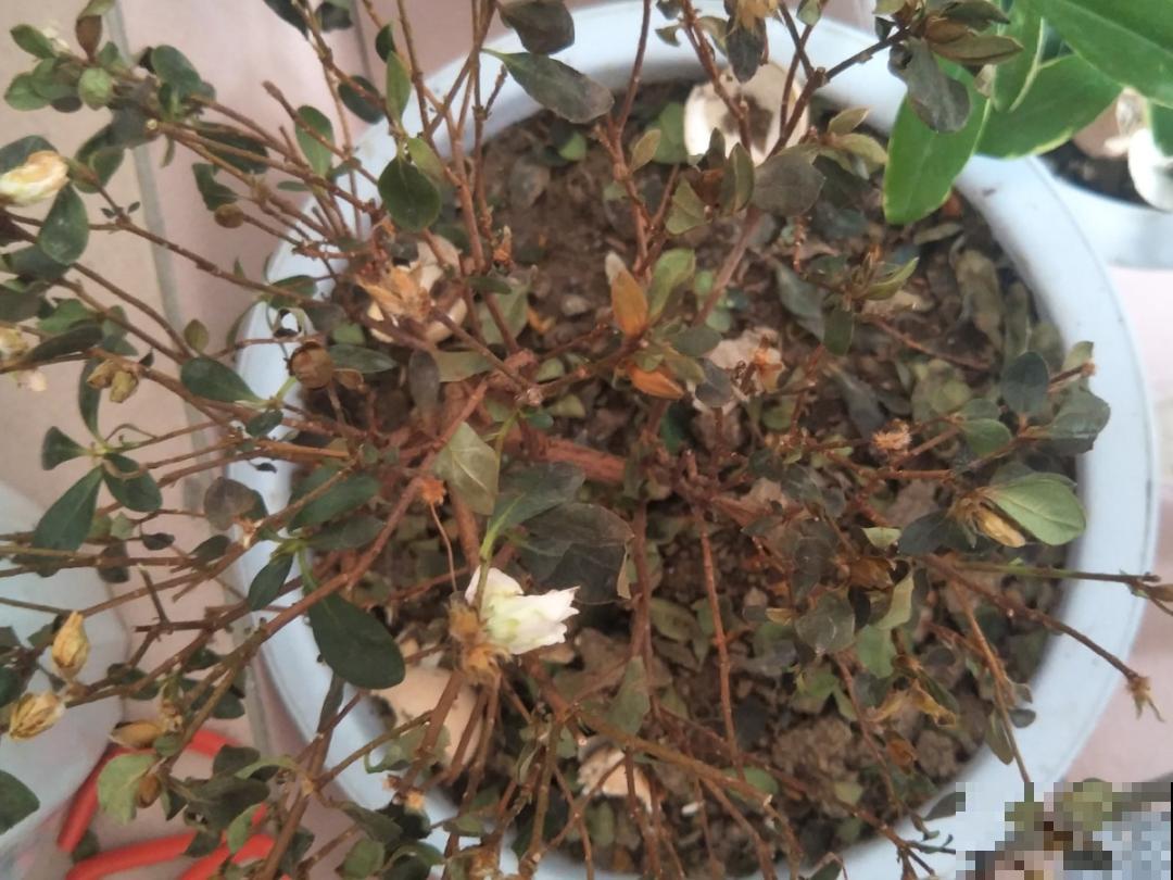 公认难养的花,养一盆死一盆,从来没有养活过! 公认难养的花,养一盆死一盆,从来没有养活过!