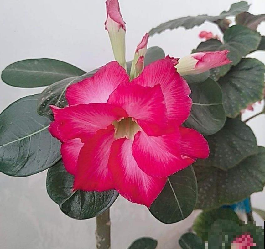 超耐旱的沙漠玫瑰,肚大花美,你值得拥有哦! 超耐旱的沙漠玫瑰,肚大花美,你值得拥有哦!