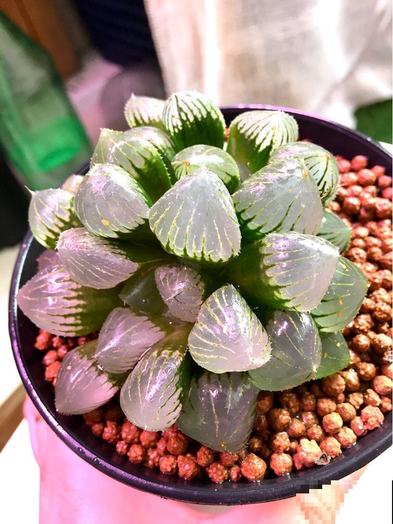 家里养玉露，扣个塑料瓶，立马水晶透亮