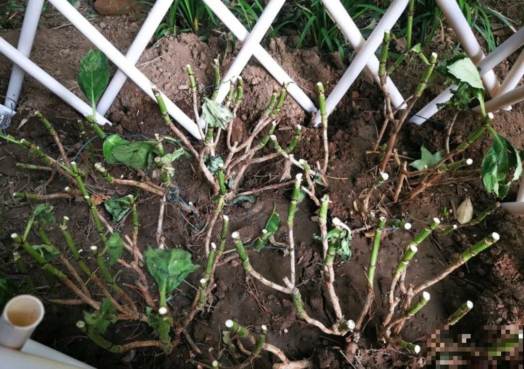 花堆成山,捡到手软,大麻袋都装不下了! 花堆成山,捡到手软,大麻袋都装不下了!