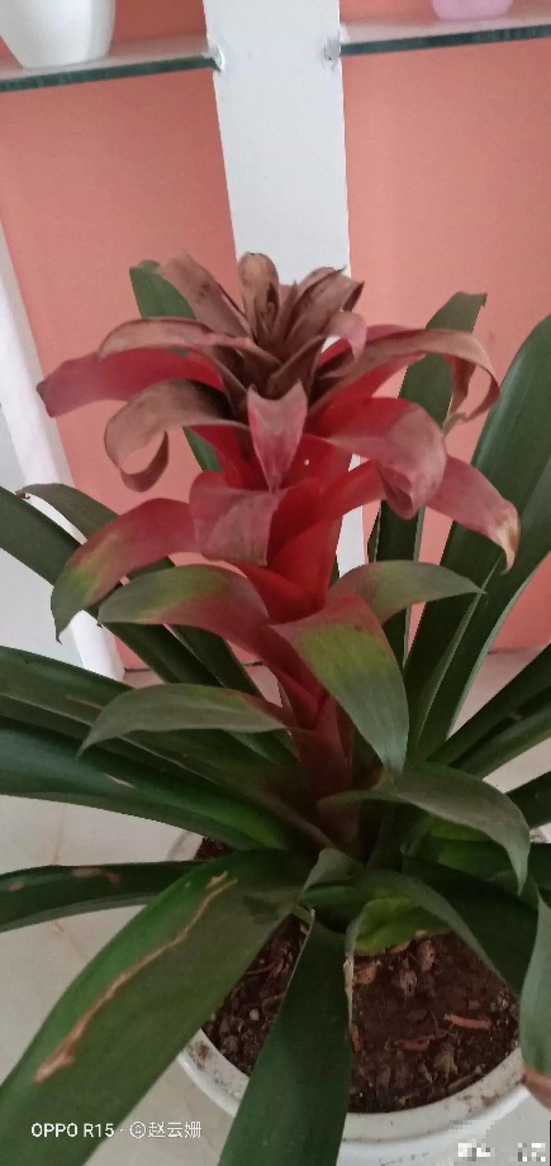 6种花开花就像假的,花期还特长,凑近一看才能辨别 6种花开花就像假的,花期还特长,凑近一看才能辨别