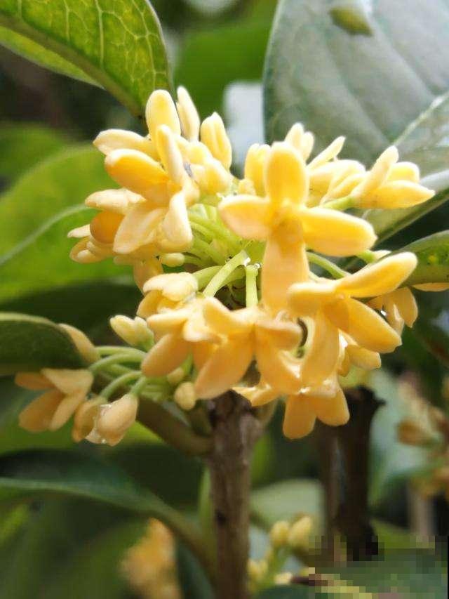 九月份养桂花,5个要点要记牢,不然花叶掉光了,只剩光杆 九月份养桂花,5个要点要记牢,不然花叶掉光了,只剩光杆