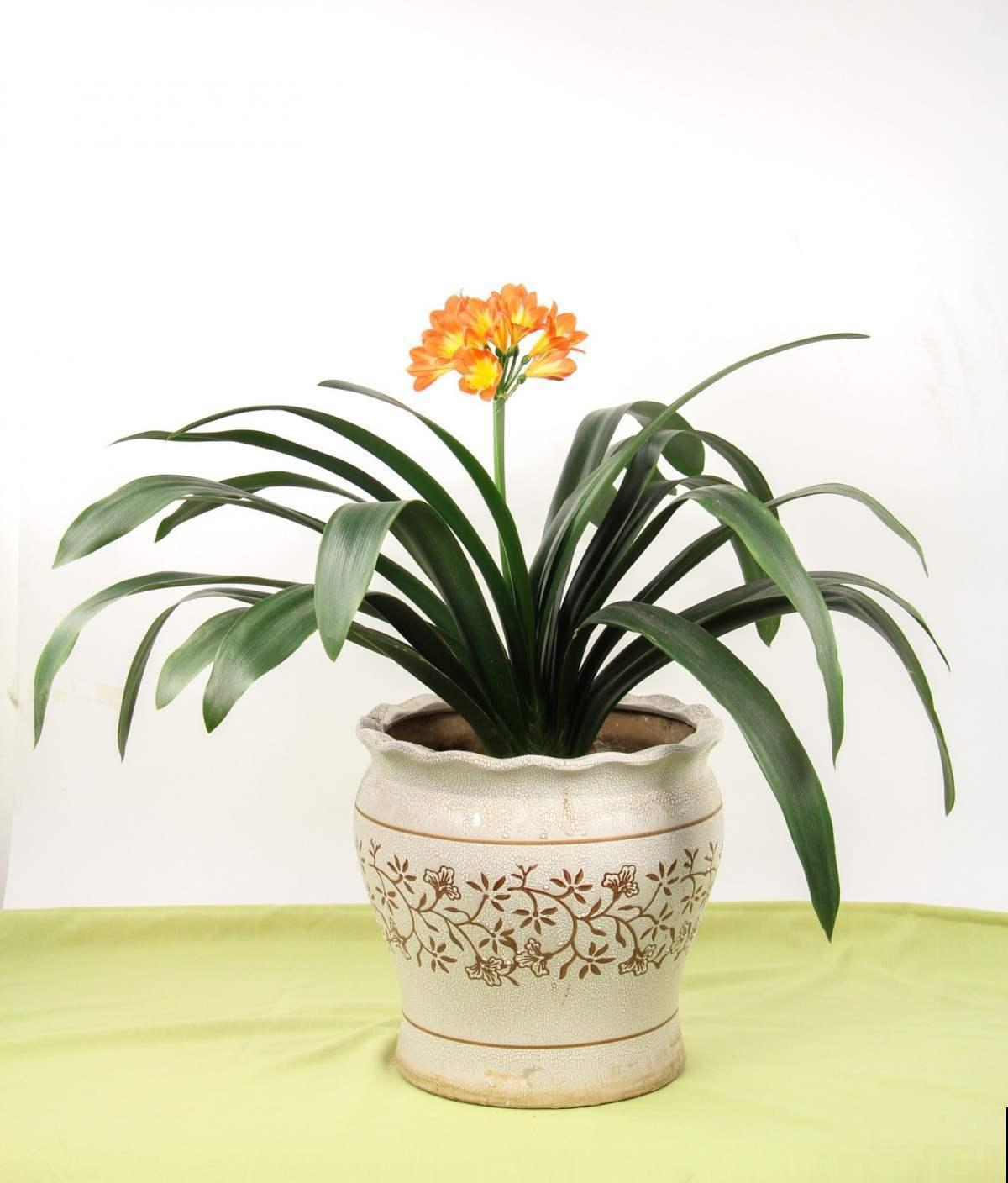 无肉不欢？这4种植物比你还爱吃肉，再加点酒长得更欢！