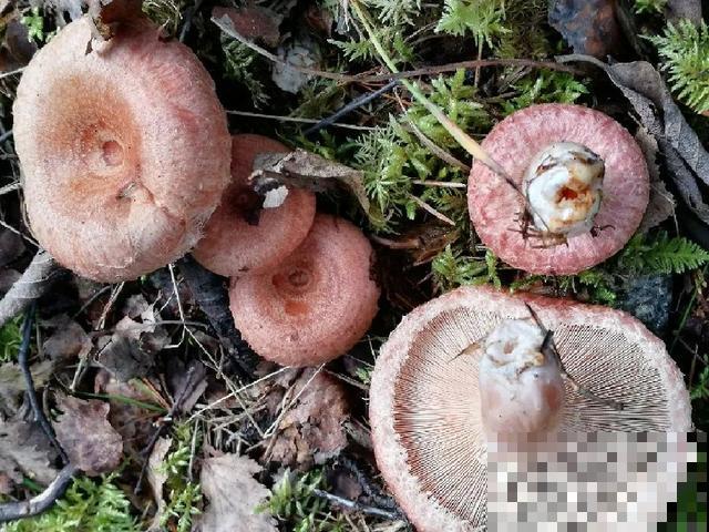 20种毒蘑菇，遇到千万别碰，贪吃必送医院！