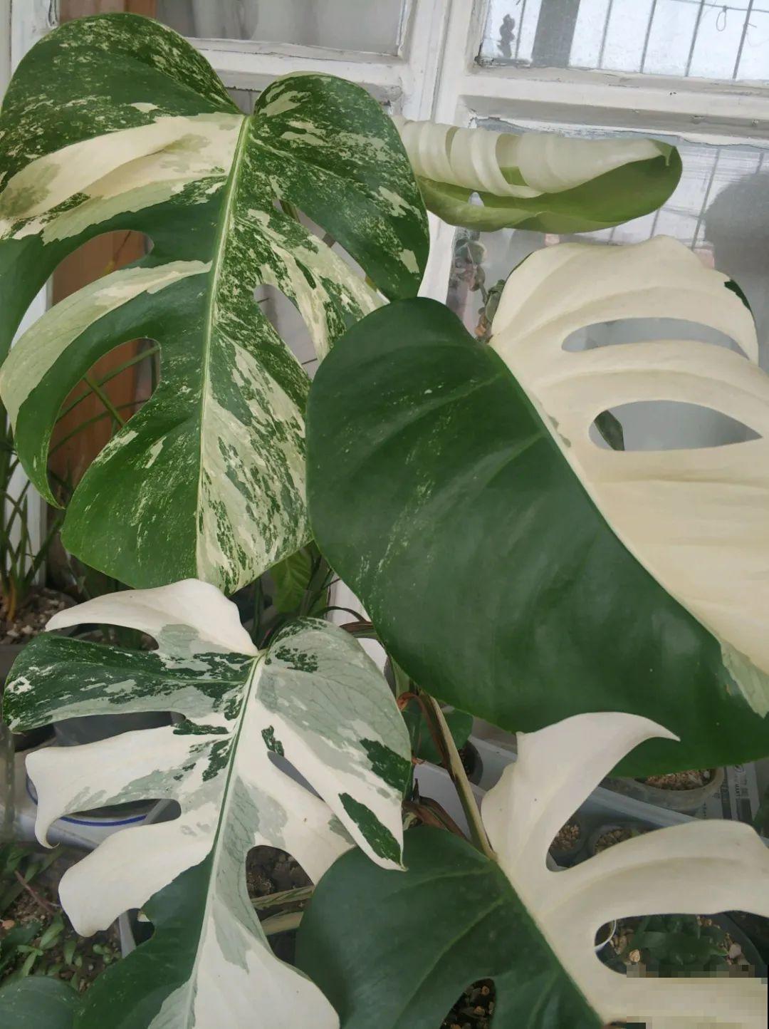 新买一盆花,叶子五颜六色,真怀疑它是不是喷药了? 新买一盆花,叶子五颜六色,真怀疑它是不是喷药了?